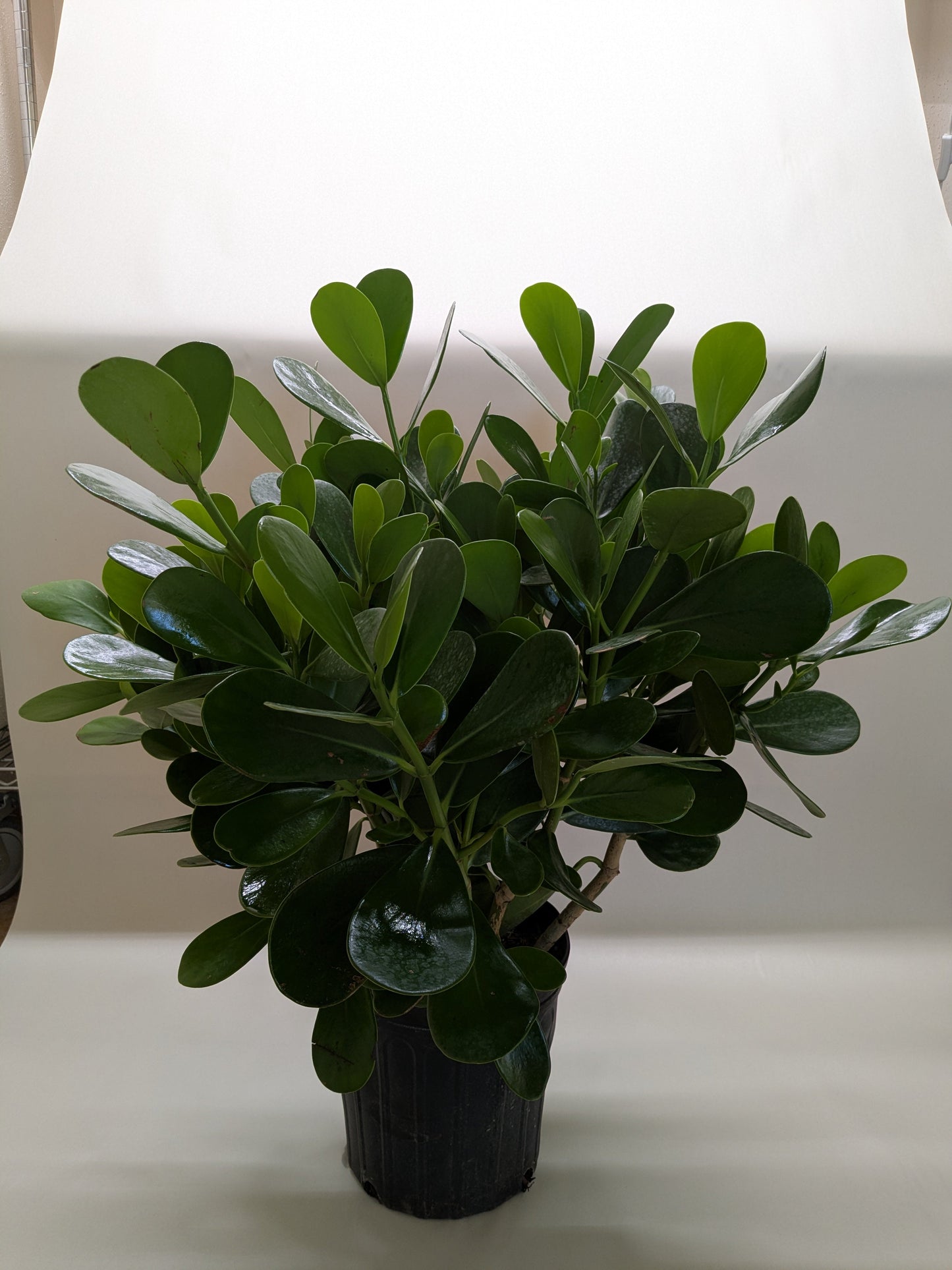 Clusia 'Princess' (Autograph Plant)