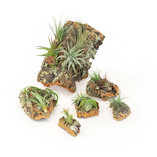 Medium Cork Bark Display with Mini Tillandsia Xerographica - Approximately 7 X 9 Inches