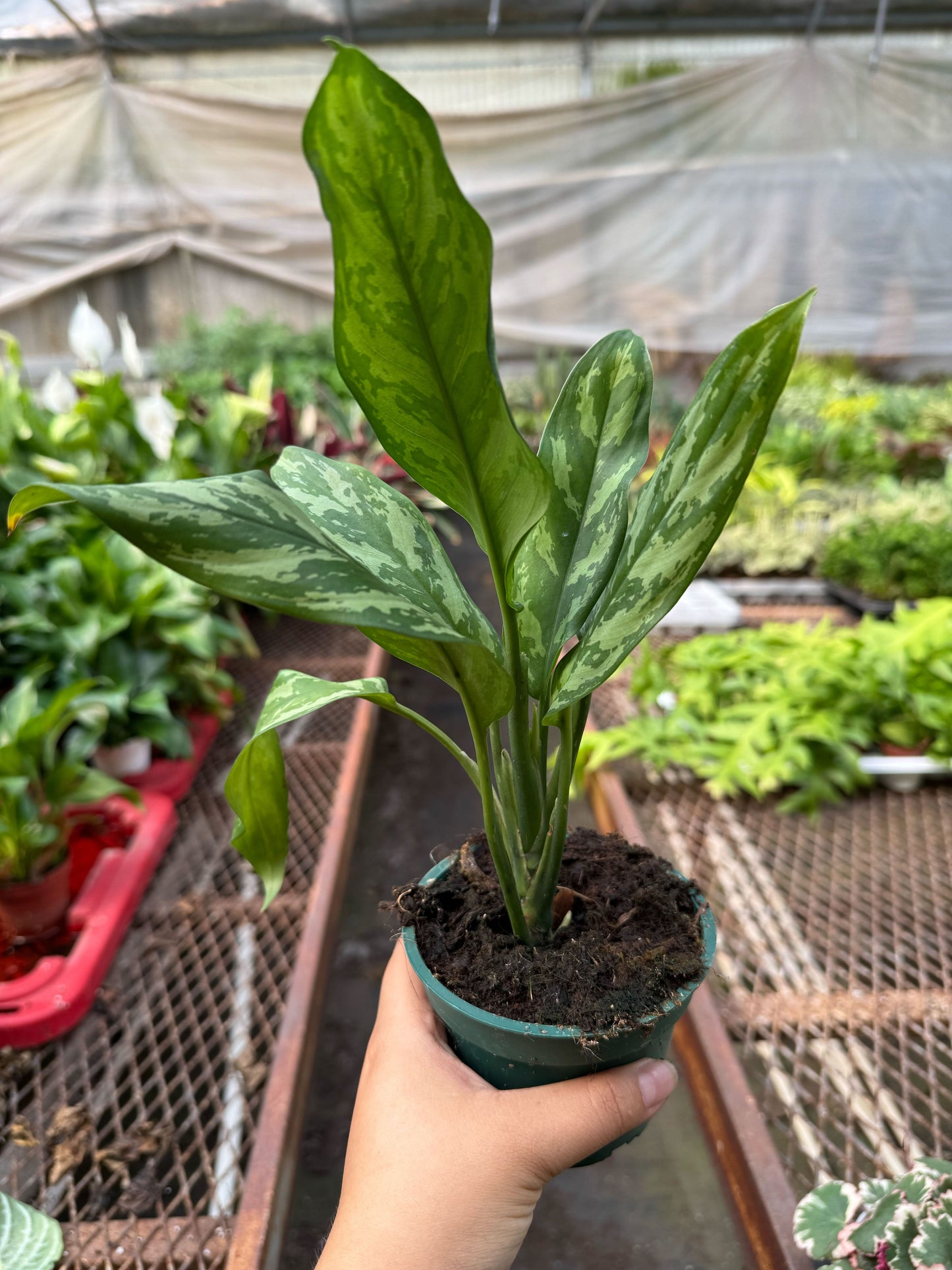 Chinese Evergreen 'Maria'