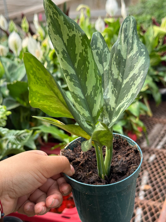 Chinese Evergreen 'Maria'