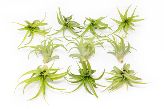 SALE - Tillandsia Abdita Brachycaulos Air Plants - Set of 10, 20 or 30 - 60% Off