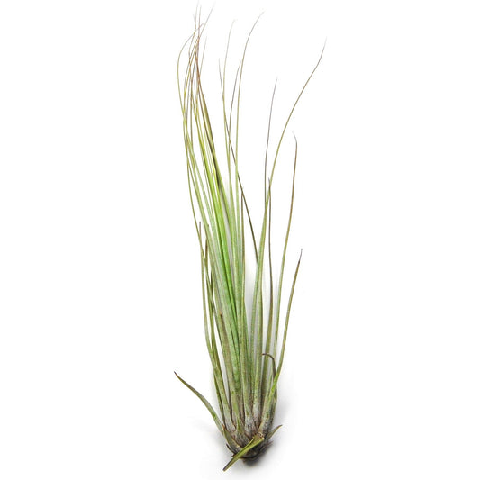 Large Tillandsia Juncifolia Air Plants / 8-12 Inch Plants