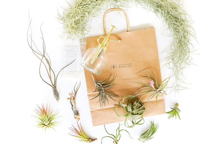 Air Plant Supply Co.