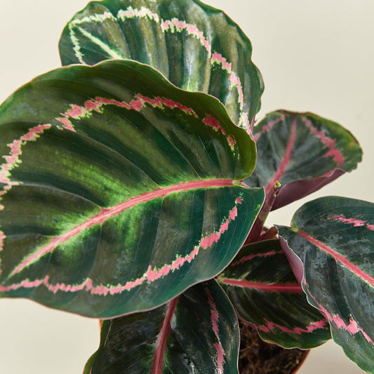Calathea 'Dottie'