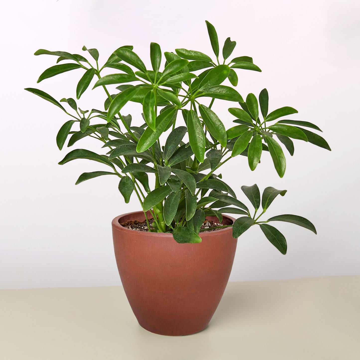 Schefflera Arboricola