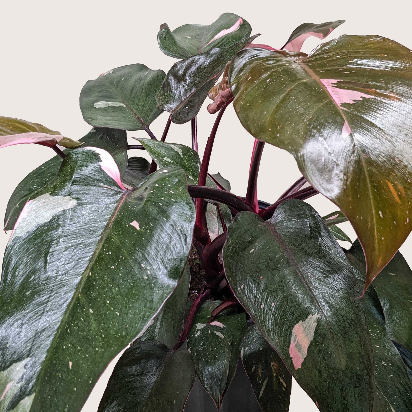 Philodendron 'Pink Princess'