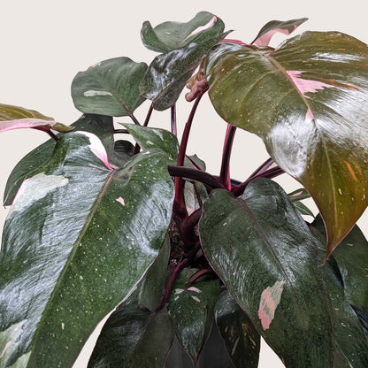 Philodendron 'Pink Princess'