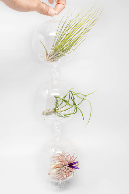 Vertical Garden Display featuring 6 Terrariums with Double Hooks and Air Plants