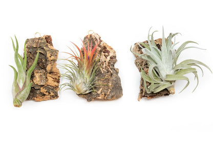 Cork Bark Chunk Display with Assorted Tillandsia Air Plant - Approximately 2 x 4 Inches