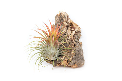 Cork Bark Chunk Display with Assorted Tillandsia Air Plant - Approximately 2 x 4 Inches