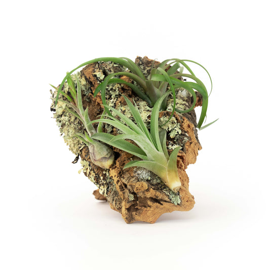 Medium Cork Bark Display with 4 Tillandsia Air Plants & Waterproof Glue - Approximately 7 X 9 Inches