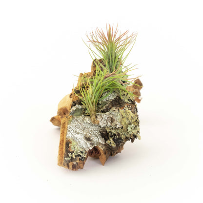 Cork Bark Chunk Display with Assorted Tillandsia Air Plant - Approximately 2 x 4 Inches