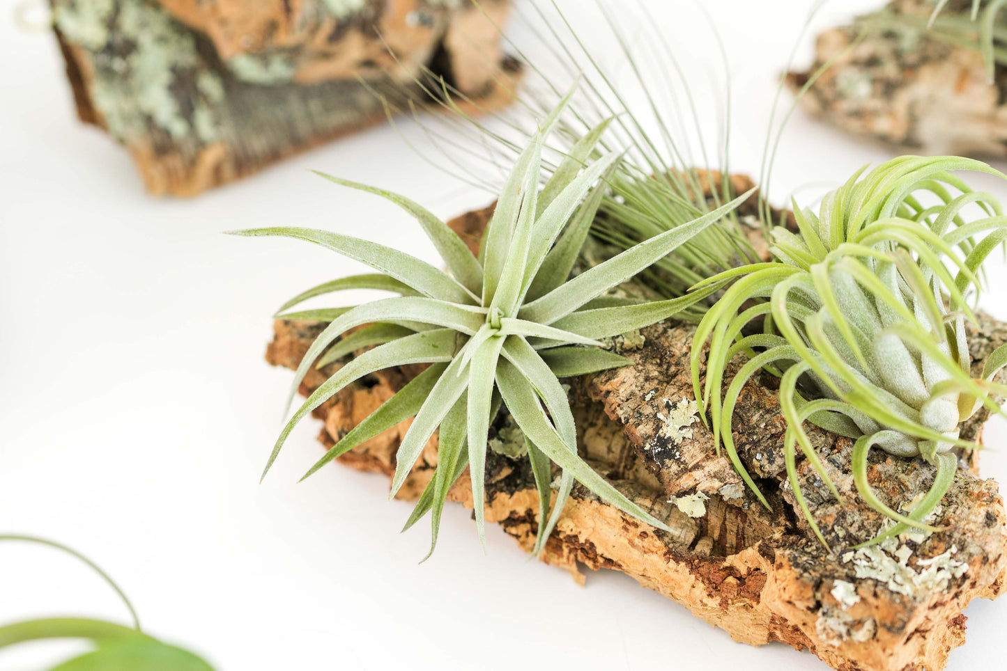 Large Cork Bark Display with 5 Tillandsia Air Plants & Waterproof Glue - About 10 X 16 Inches
