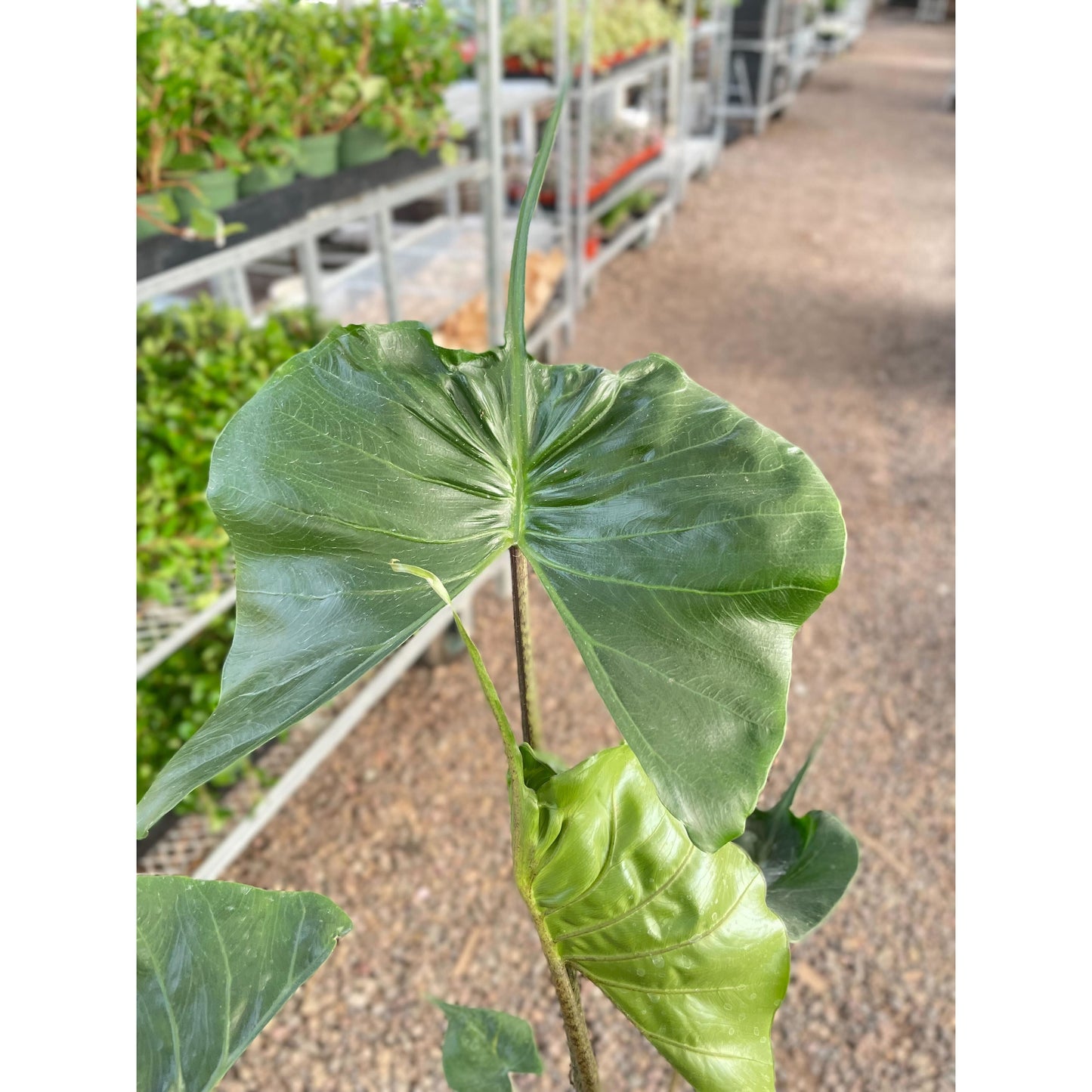 Alocasia macrorrhizos 'Stingray'
