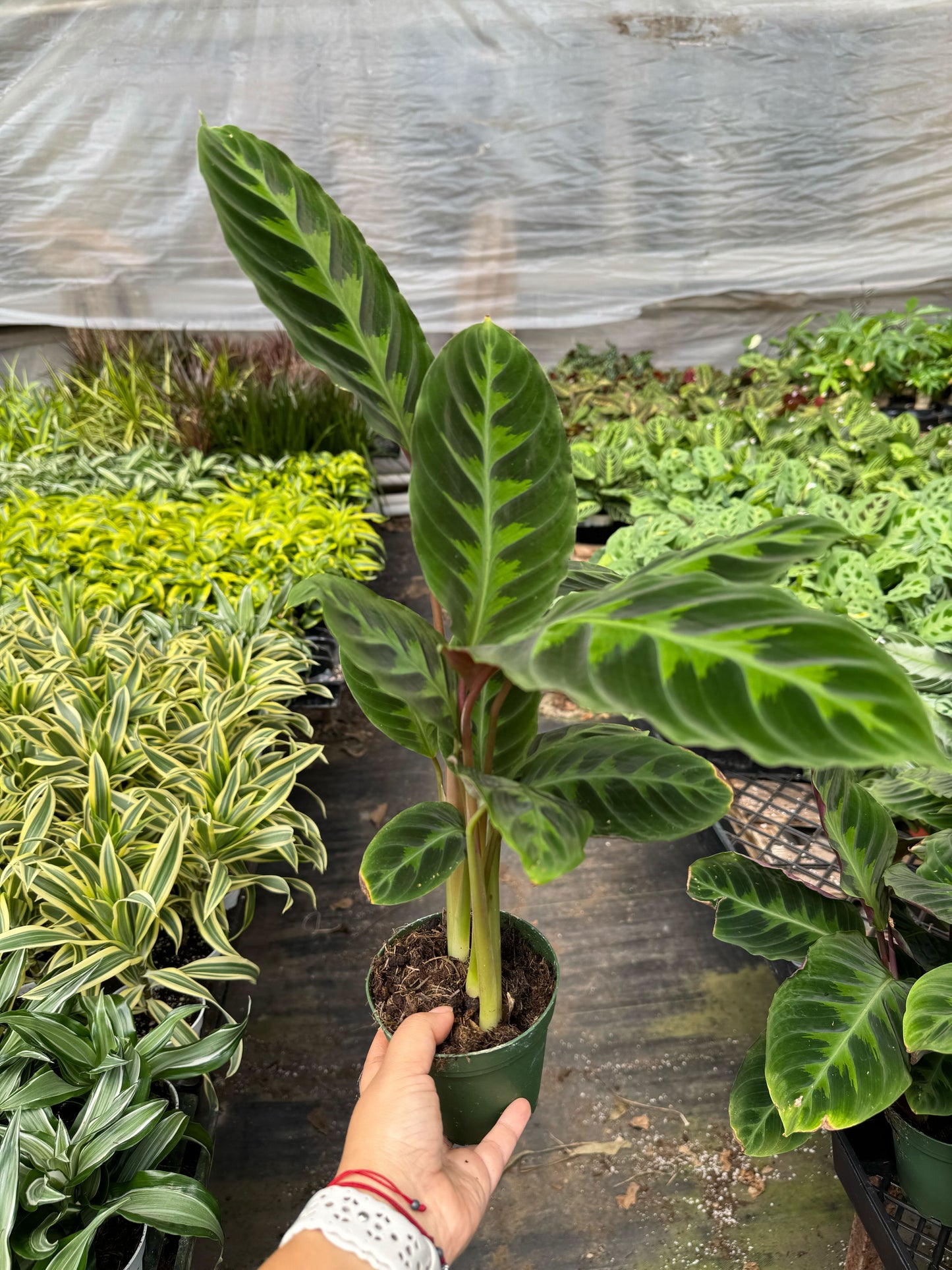 Calathea 'Warscewiczii'