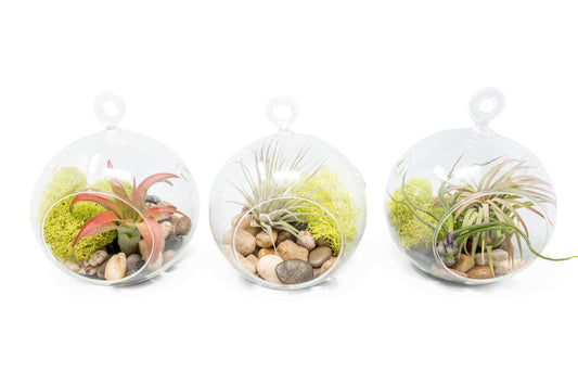 Set of 3 Stunning Hanging Glass Terrariums with Flat Bottoms