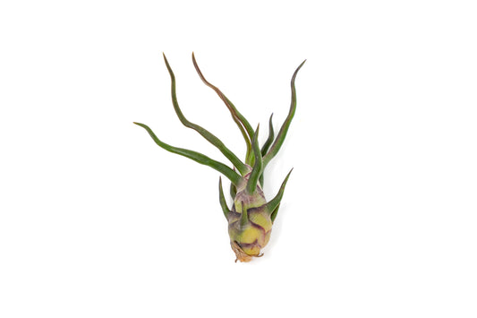 Tillandsia Bulbosa Guatemala