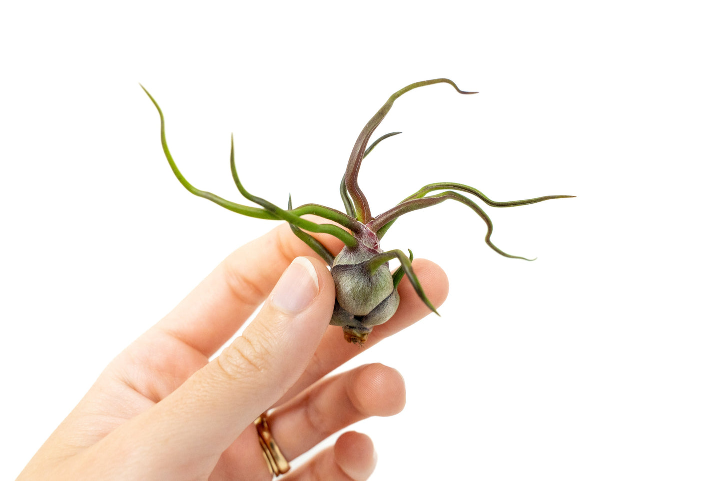 Tillandsia Bulbosa Guatemala