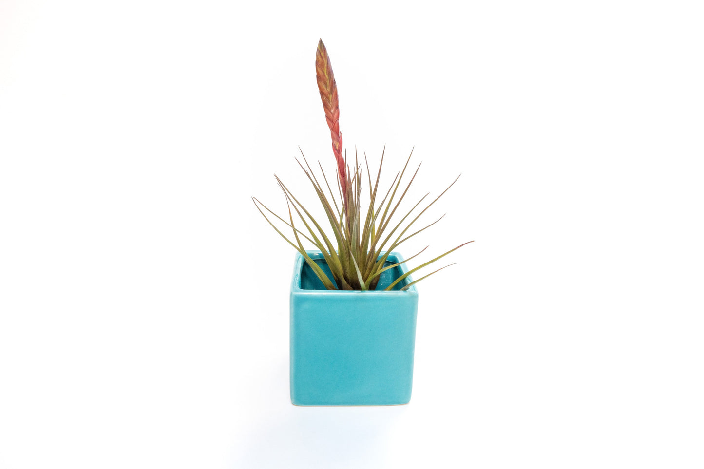 Sky Blue Ceramic Cube Container with Custom Tillandsia Air Plant