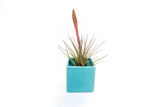 Sky Blue Ceramic Cube Container with Custom Tillandsia Air Plant