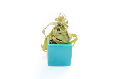 Sky Blue Ceramic Cube Container with Custom Tillandsia Air Plant