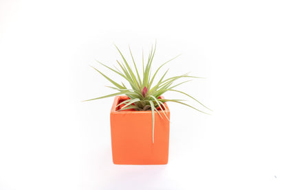 Naranja Orange Ceramic Cube Container with Custom Tillandsia Air Plant
