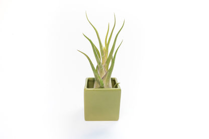 Ceramic Cube Container - Choose Your Custom Color and Tillandsia Air Plant