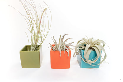 Set of 3 Ceramic Cube Containers with Custom Tillandsia Air Plants / Avocado Green + Sky Blue + Naranja Orange