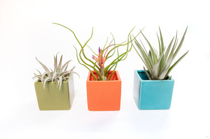 Set of 3 Ceramic Cube Containers with Custom Tillandsia Air Plants / Avocado Green + Sky Blue + Naranja Orange