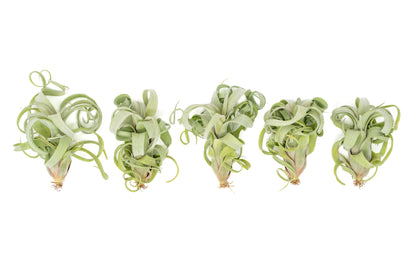 Tillandsia Curly Slim (T. Intermedia x T. Streptophylla) Air Plant