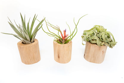Set of 3 Large Driftwood Containers with Custom Tillandsia Air Plants