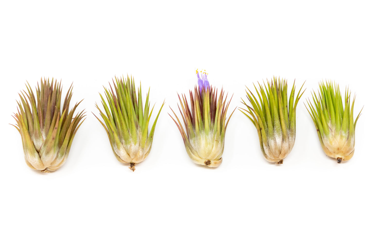 SALE - Tillandsia Ionantha Guatemala "Macho" Air Plants - Set of 5 or 10 - 30% Off