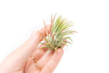 SALE - Tillandsia Ionantha Rubra Air Plants - Set of 10 or 20 - 40% Off