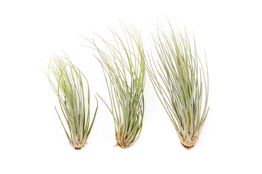 Large Tillandsia Juncea Air Plants /  8-12 Inch Plants