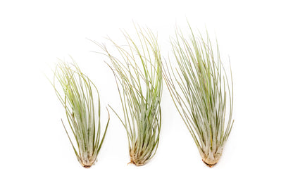Tillandsia Juncea Air Plants
