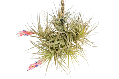 Tillandsia Tenuifolia Air Plant Clumps