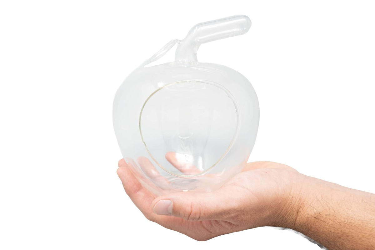 Apple Terrarium with Pebble Kit and Tillandsia Air Plants