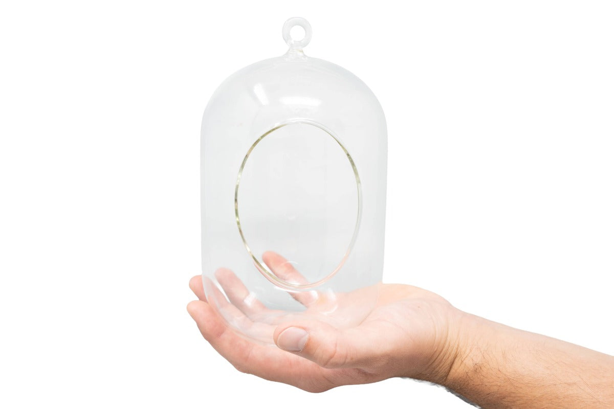 Capsule Terrarium with Moss and Tillandsia Air Plants