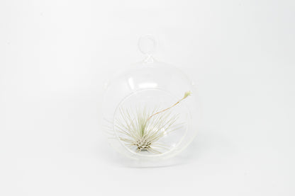 Minimalist Terrarium in a Glass Globe with Flat Bottom - Choose Your Custom Tillandsia Air Plant