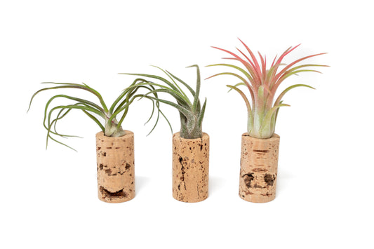 Magnetic Wine Corks with Assorted Tillandsia Air Plants - Set of 3, 6 or 9