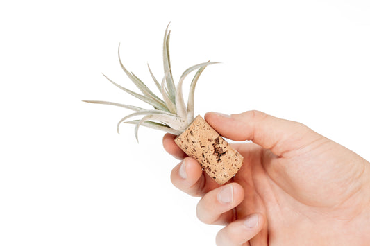 Magnetic Wine Cork with Tillandsia Assorted Air Plant
