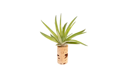 Magnetic Wine Cork with Tillandsia Assorted Air Plant