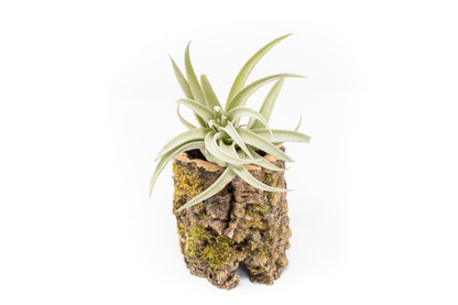 Natural Cork Bark Planters with Assorted Tillandsia Air Plants