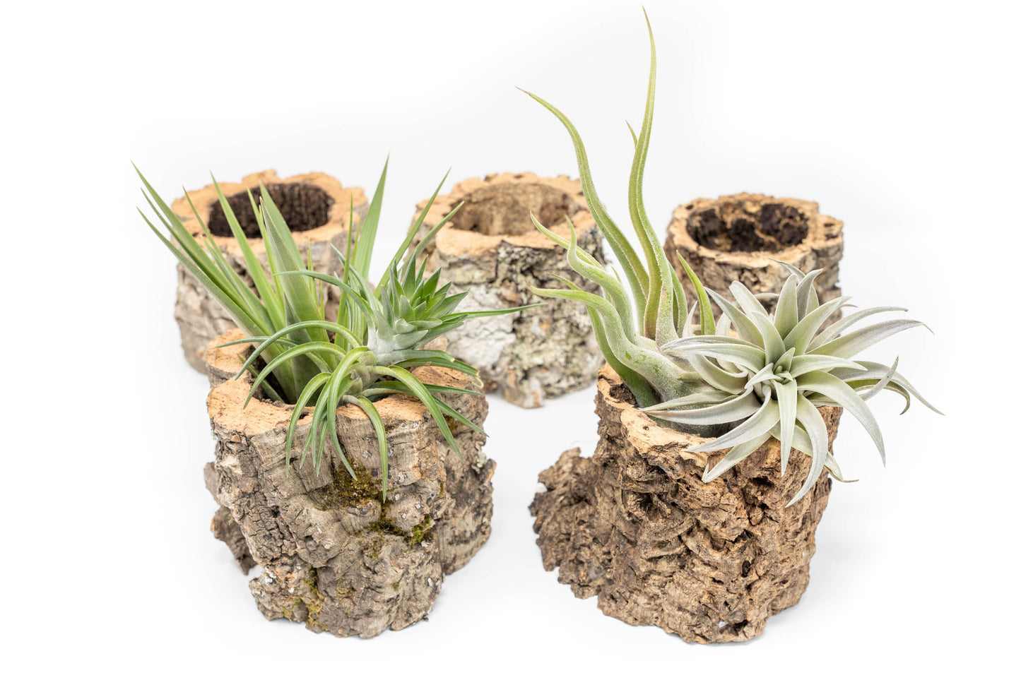 Natural Cork Bark Planters with Assorted Tillandsia Air Plants