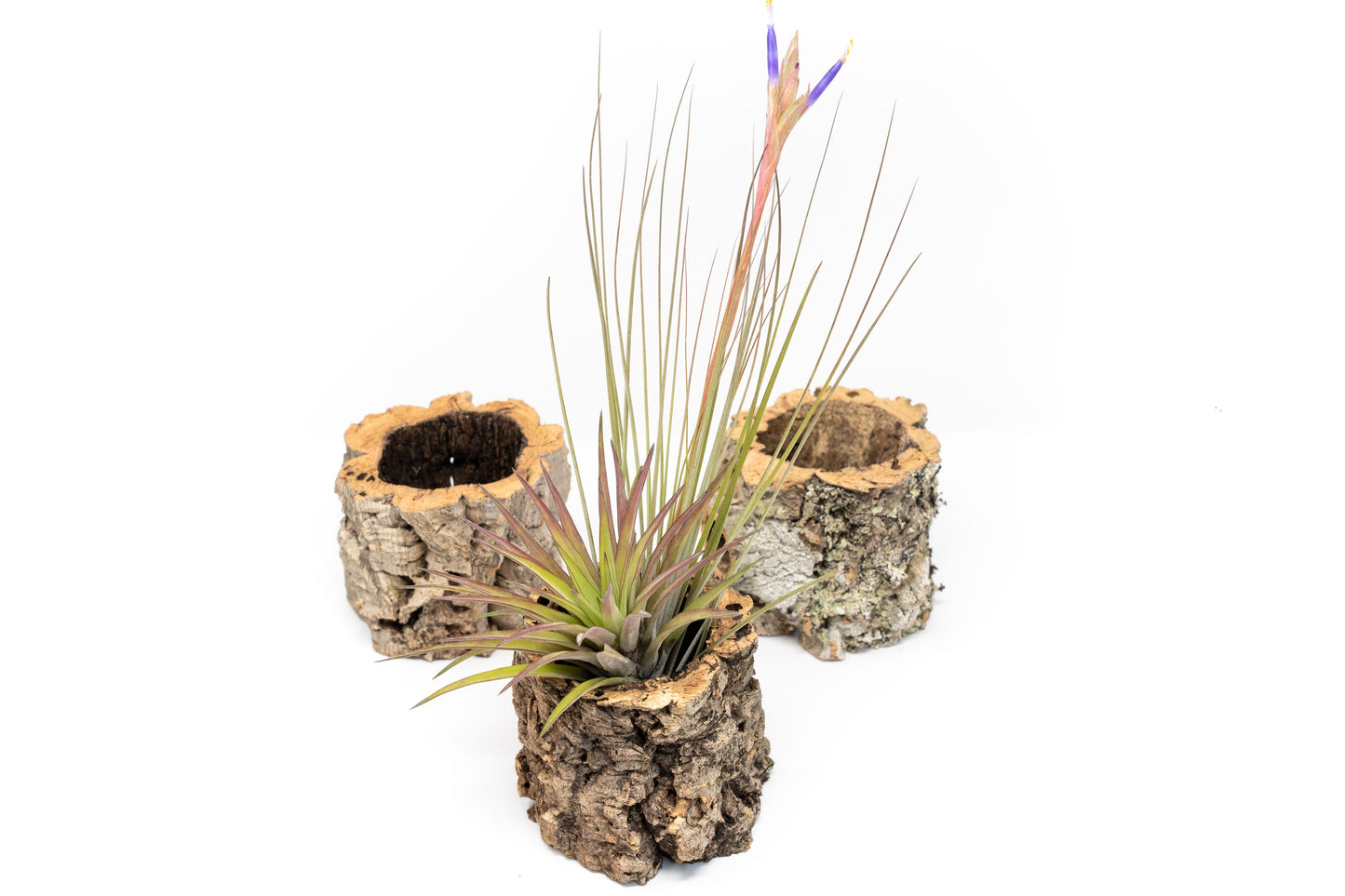Natural Cork Bark Planters with Assorted Tillandsia Air Plants