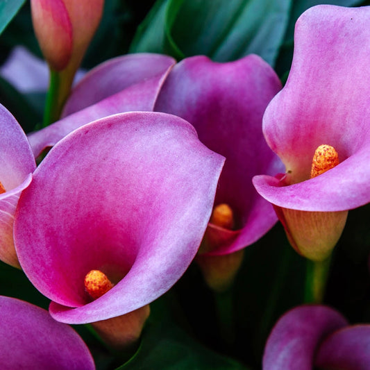 Calla Lily Soy Candle - Naturali Home